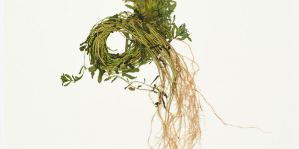 John Newling Dear Nature 2018 4