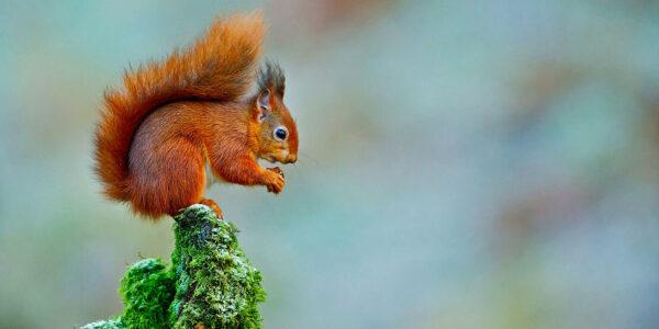 Red squirrel flickr tony cox